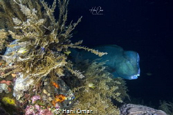The locals advised us to dive early if we wanted to see t... by Hani Omar 